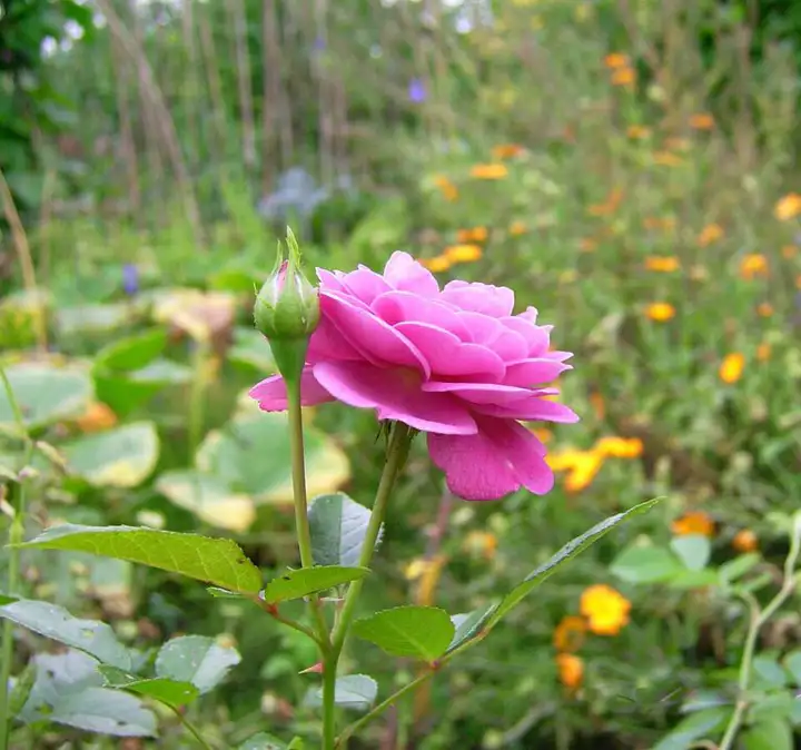 花びらが重なったピンクのバラ