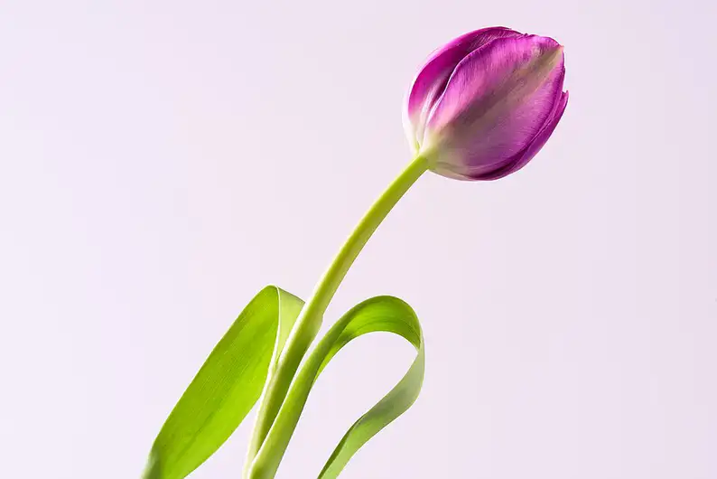 チューリップの花